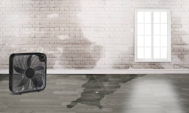 Best Commercial water damage restoration  in Lemont, IL